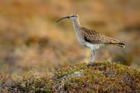 Koliha mala - Numenius phaeopus - Whimbrel 7662